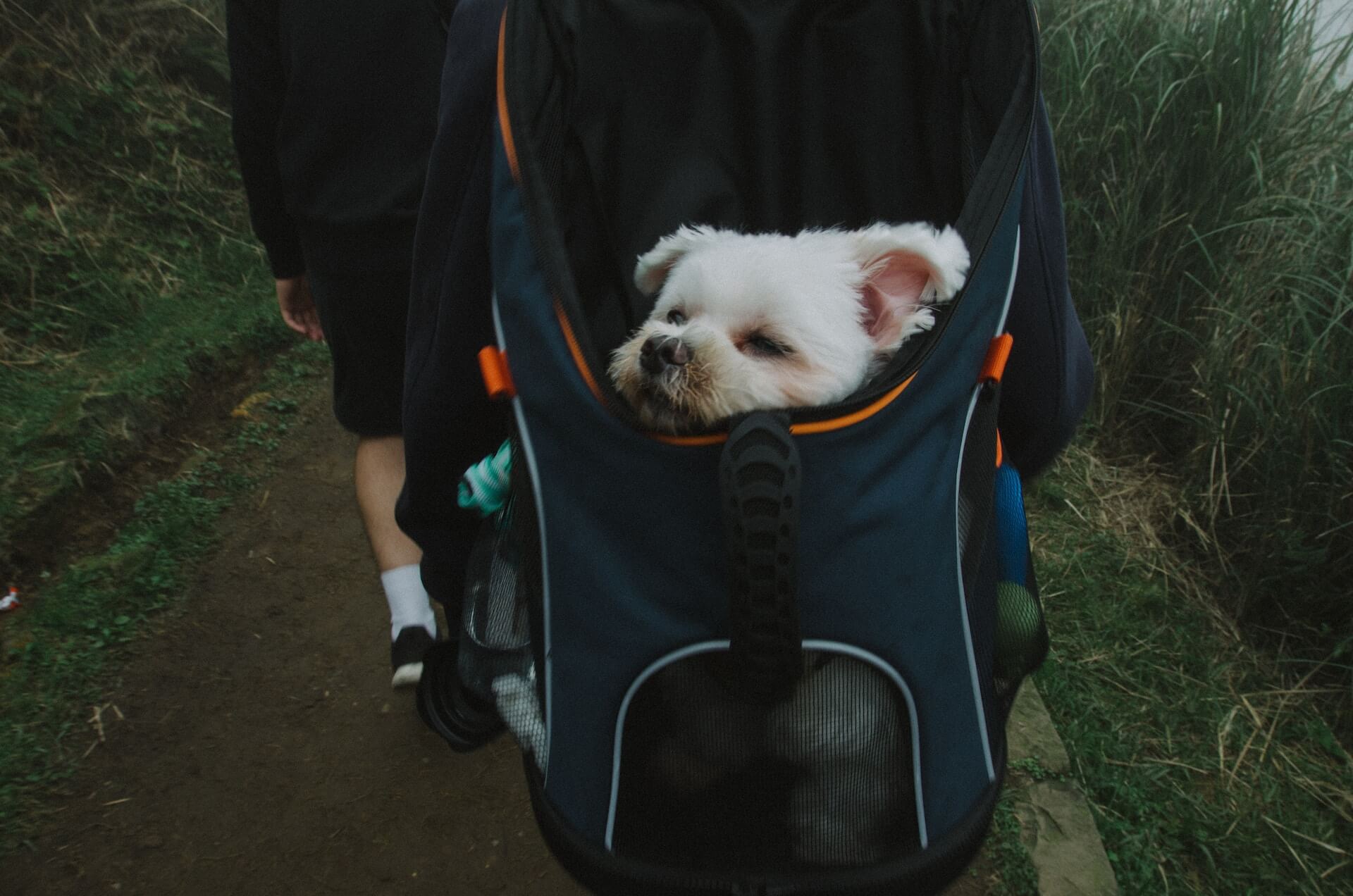 Tassen voor honden: veilig en comfortabel onderweg